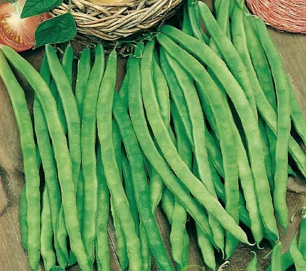 Climbing French Bean 'Neckarkönigin' ±100 Seeds (50g)