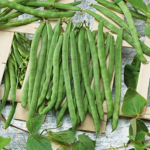Stokspekbonen 'Terli' 100g