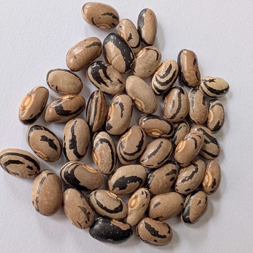 Stokspekbonen 'Zebra'