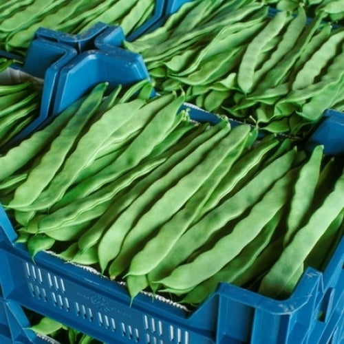 Stoksnijbonen 'Festival RZ' ±50 Zaden (±30 G)