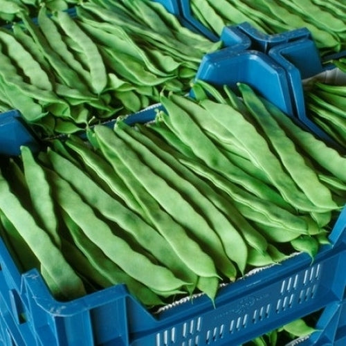 Pole Bean 'Mantra RZ' 50 Seeds (30g)