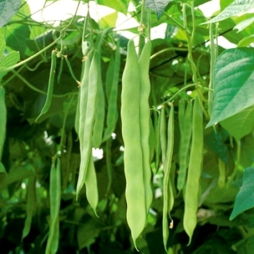 Pole Bean 'Mantra RZ' 50 Seeds (30g)