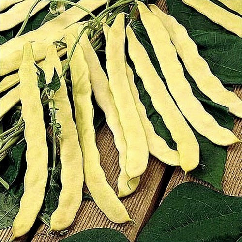 Stoksnijbonen 'Goldfield' / 'Marengo'