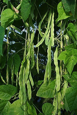 Stoksnijbonen 'Helda' ±200 Zaden (100g)