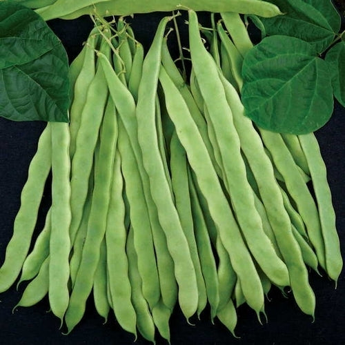 Stoksnijbonen 'Algarve' ±100 Zaden (50g)