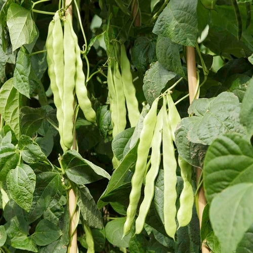 Stoksnijbonen 'Algarve' ±100 Zaden (50g)