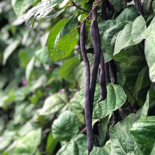 Stoksnijbonen 'Trionfo Violetto' / 'A Cosse Violette' 50g