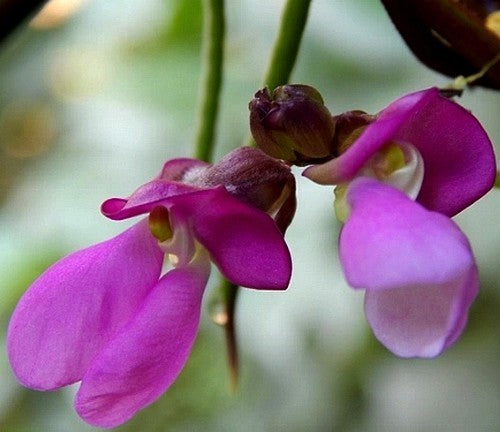 Stoksnijbonen 'Trionfo Violetto' / 'A Cosse Violette' 50g