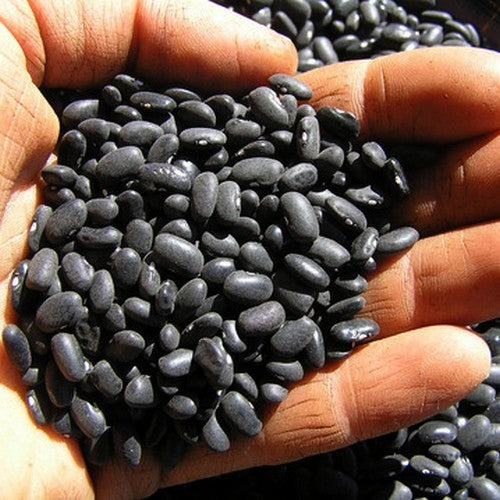 Tepary-Bonen 'Black Mitla'