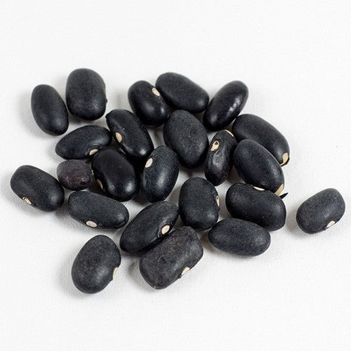 Tepary-Bonen 'Black Mitla'