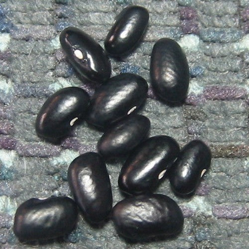 Tepary-Bonen 'Black Mitla'