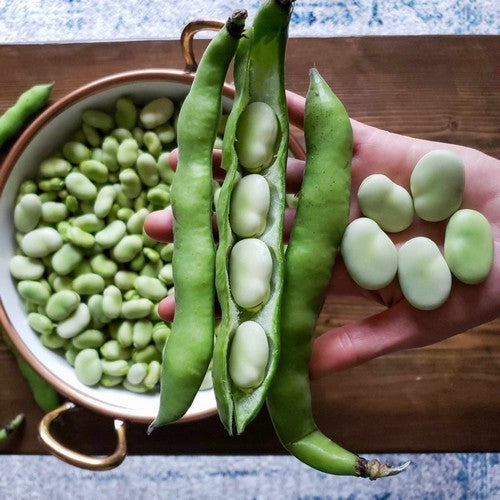 Tuinbonen 'Corretje de Kikker'