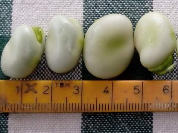 Tuinbonen 'Corretje de Kikker'