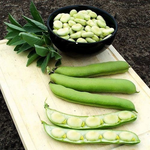 Broad beans 'de Monica' 75g