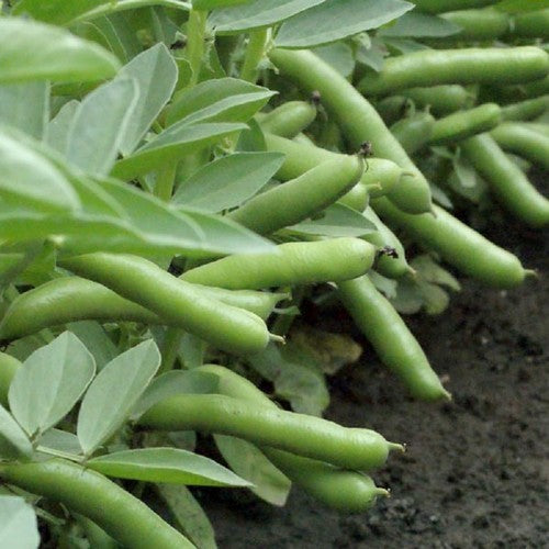 Broad beans 'de Monica' 75g