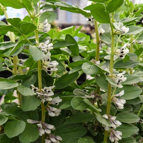 Broad beans 'de Monica' 75g