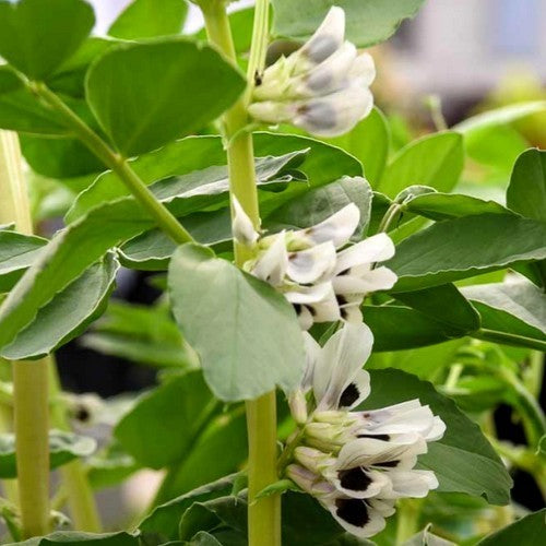 Broad beans 'de Monica' 75g