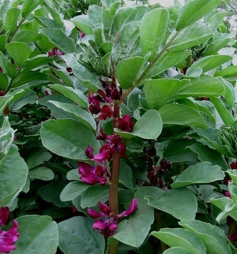 Tuinbonen 'Double Red' / 'Crimson Flowered'