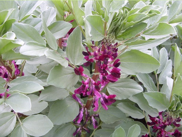 Tuinbonen 'Double Red' / 'Crimson Flowered'