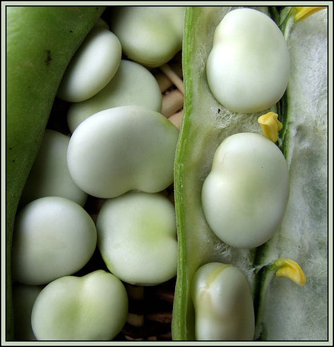 Broad Beans 'Driemaal Wit' 100g