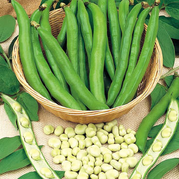 Broad Beans 'Driemaal Wit' 100g