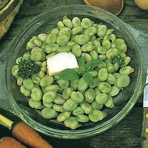 Tuinbonen Express-Type 'Eleonora' / 'Ratio' 75g
