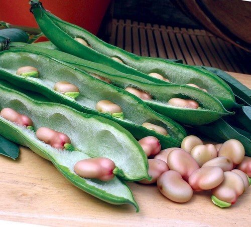 Broad bean 'Karmazyn'
