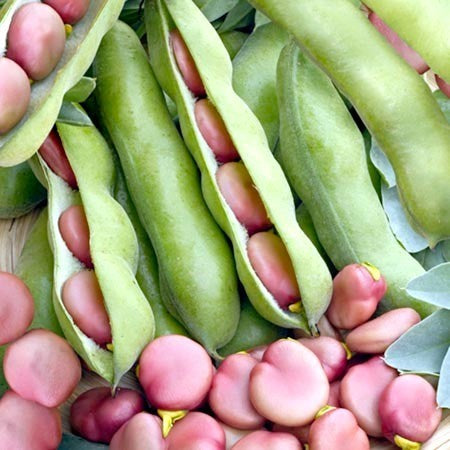 Broad bean 'Karmazyn'