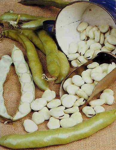 Broad Beans 'Lange- of Leidse Hangers' 100g