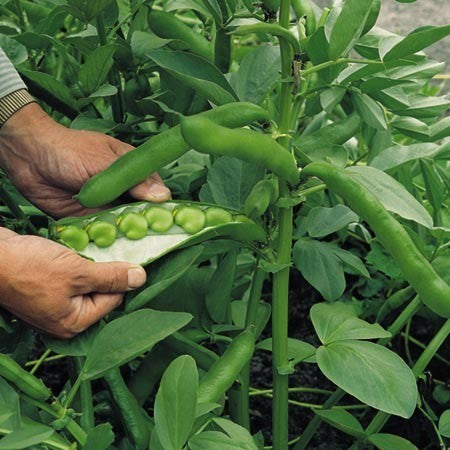Tuinbonen 'Masterpiece Green Longpod'