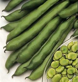 Tuinbonen 'Masterpiece Green Longpod'