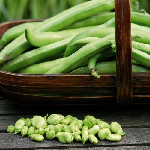 Tuinbonen 'Masterpiece Green Longpod'