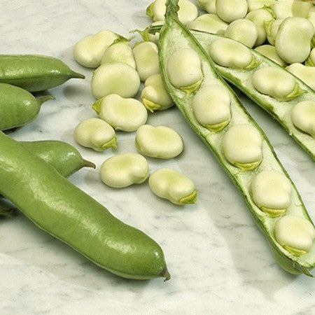 Tuinbonen 'Listra' 45 Zaden (40g)