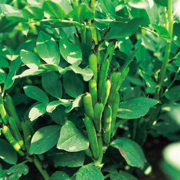 Tuinbonen 'Listra' 45 Zaden (40g)