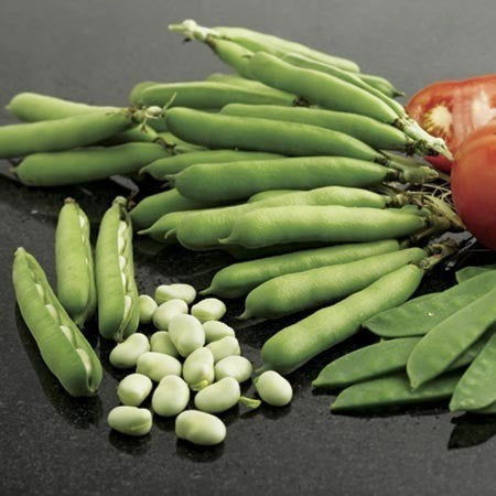 Tuinbonen 'Listra' 45 Zaden (40g)