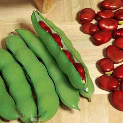 Broad Bean 'Red Epicure' ±55 Seeds (75g)
