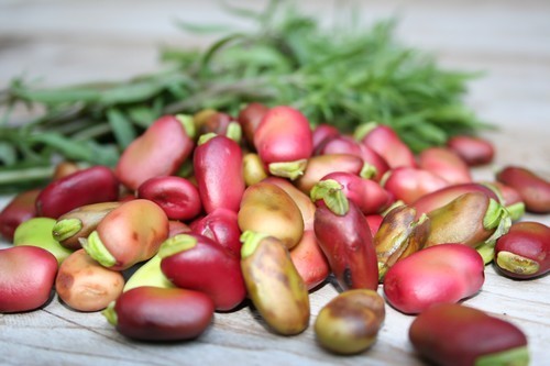 Broad Bean 'Red Epicure' ±55 Seeds (75g)