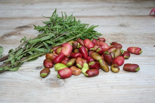 Broad Bean 'Red Epicure' ±55 Seeds (75g)