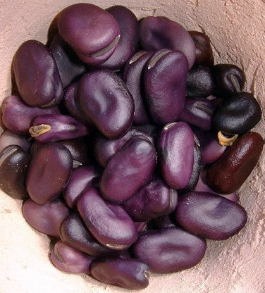 Broad Bean 'Red Epicure' ±55 Seeds (75g)