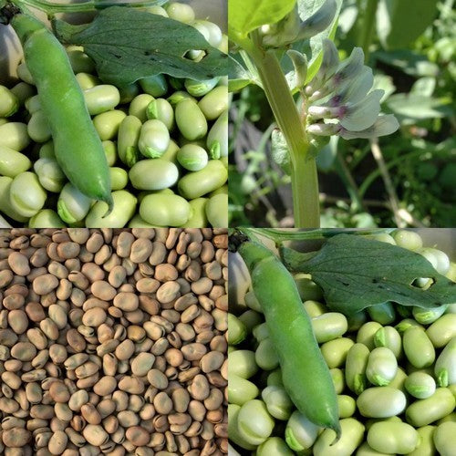 Tuinbonen 'Solberga'