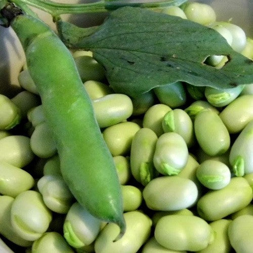 Tuinbonen 'Solberga'