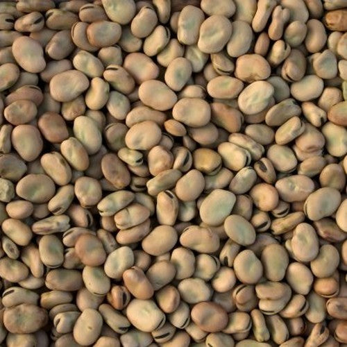 Tuinbonen 'Solberga'