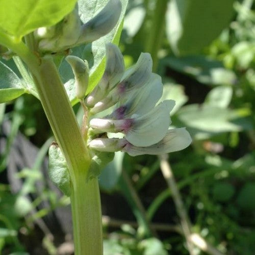 Tuinbonen 'Solberga'