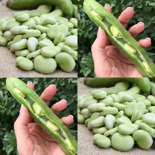 Tuinbonen 'Aguadulce' ±60 Zaden (100g)