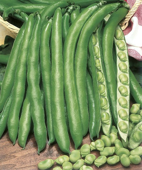 Broad Beans 'Aguadulce Supersimonia' 100g