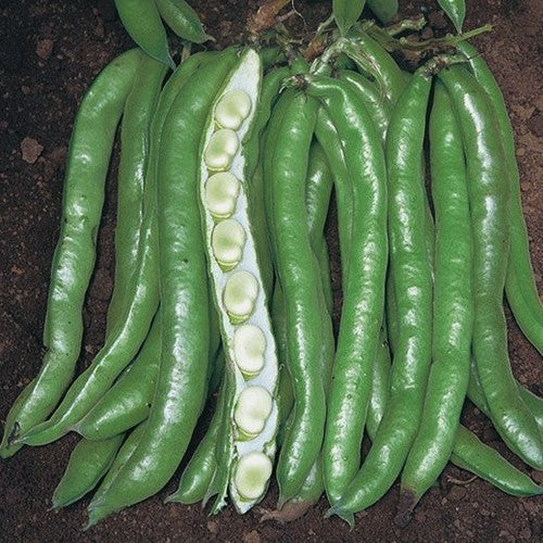 Broad Beans 'Aguadulce Supersimonia' 100g