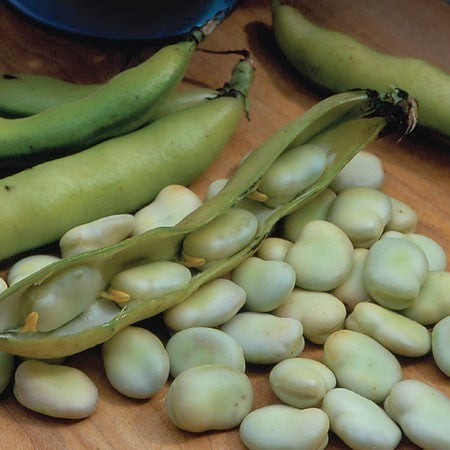 Tuinbonen 'Duet' 100g