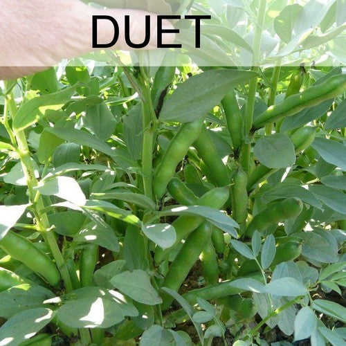 Tuinbonen 'Duet' 100g