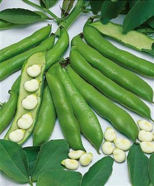 Broad Beans '(Early Broad) Witkiem' 100g