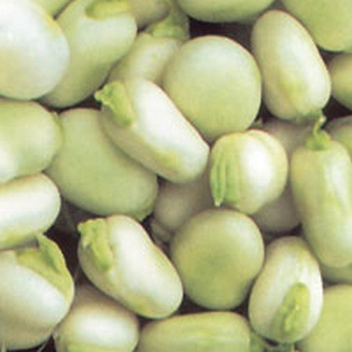 Broad Beans '(Early Broad) Witkiem' 100g